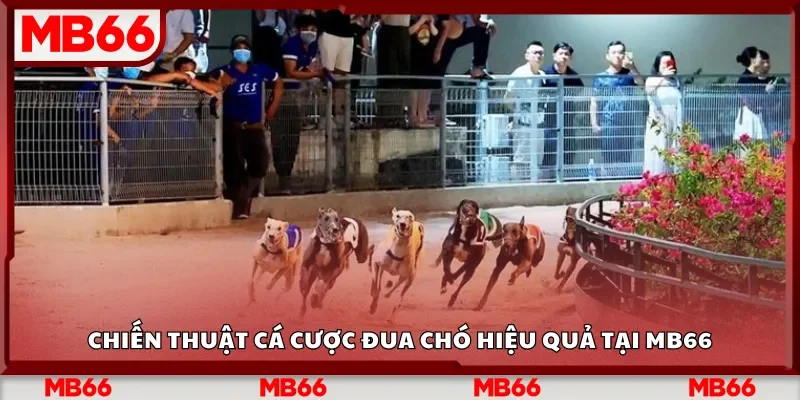 Chiến thuật cá cược đua chó hiệu quả tại MB66